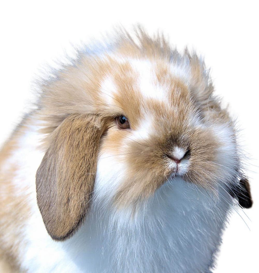 American Fuzzy Lop rabbit