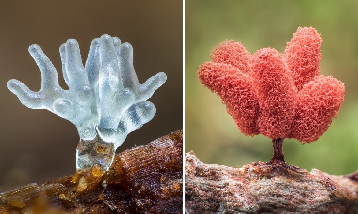 Slime Mould by Barry Webb