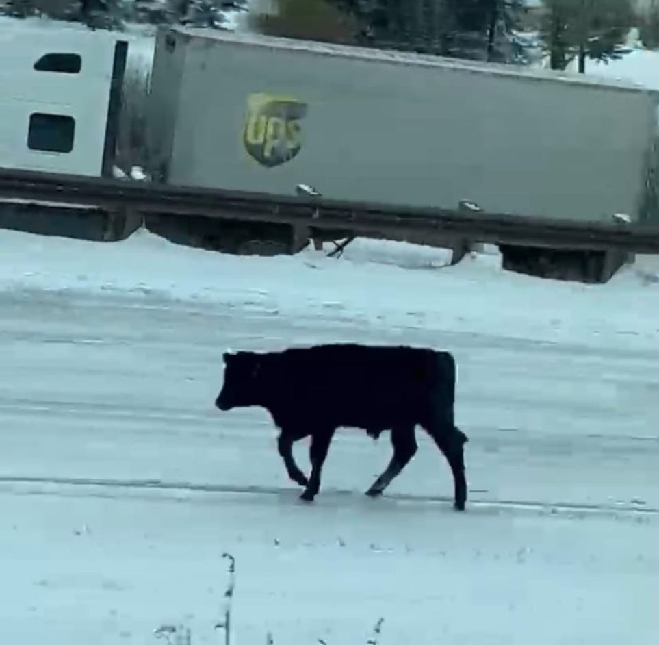cow on highway