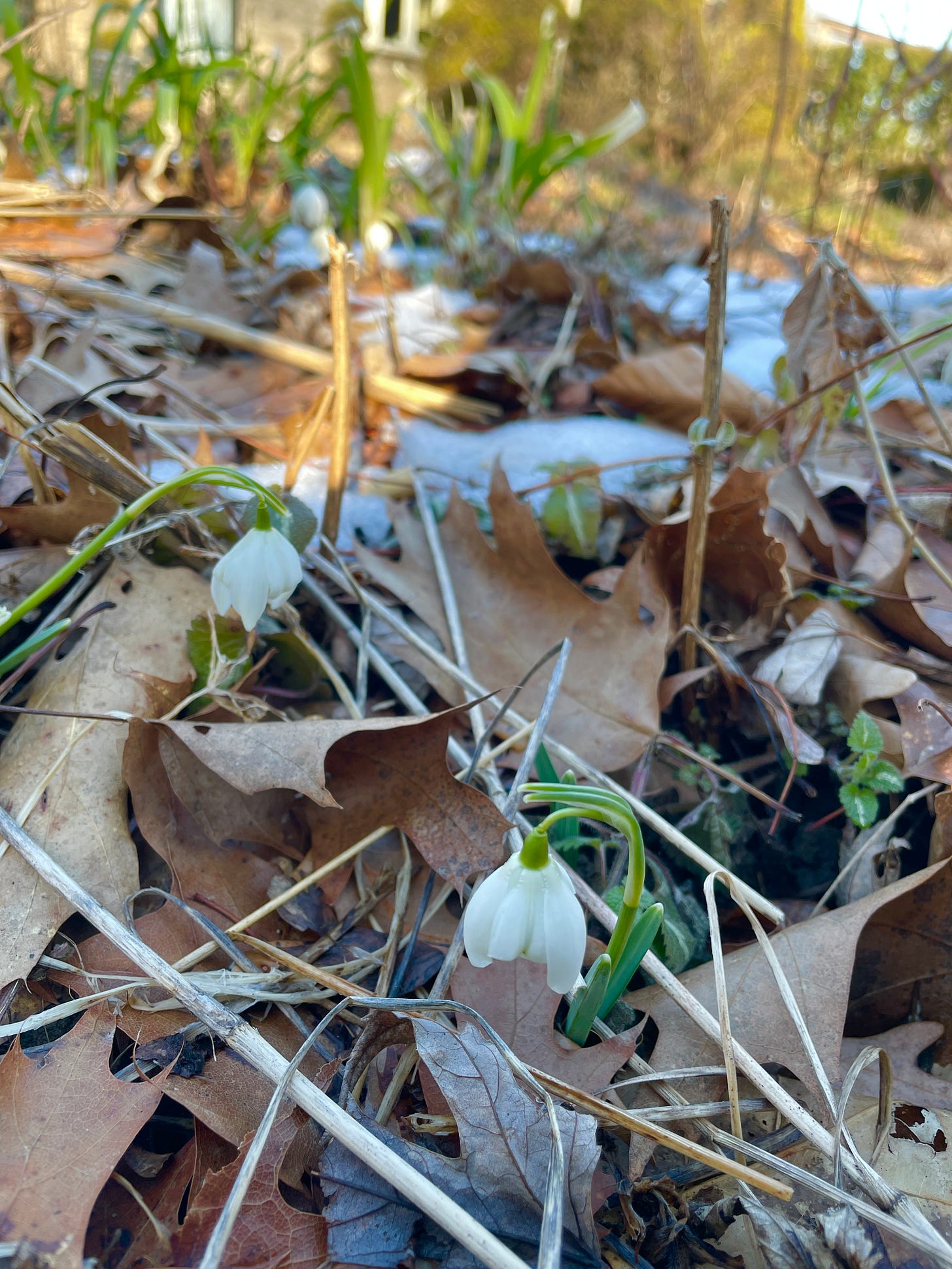 Double Snowdrops emerge this winter in a bed in the Cottage Garden that has not been cleared of leaf debris. 