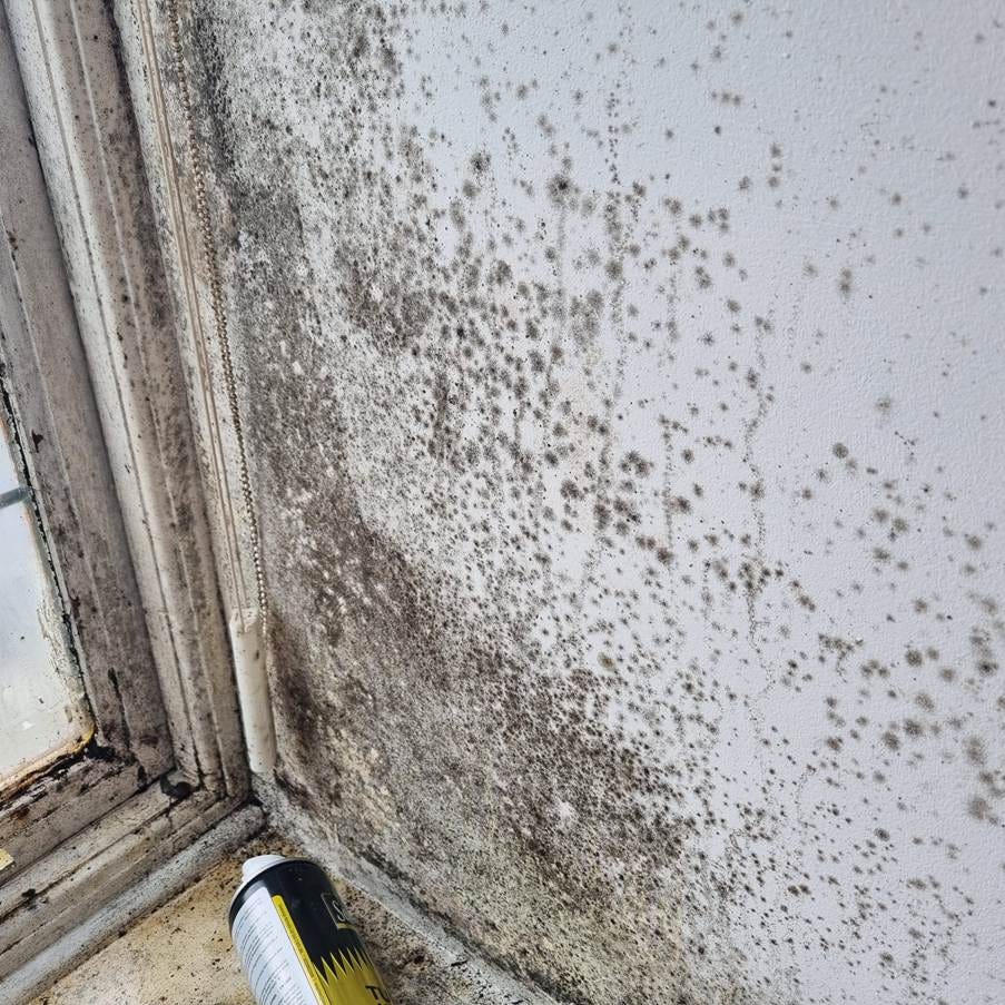 A spray can with mold growing on the wall

AI-generated content may be incorrect.