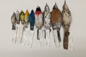 Bird bodies lined up by size