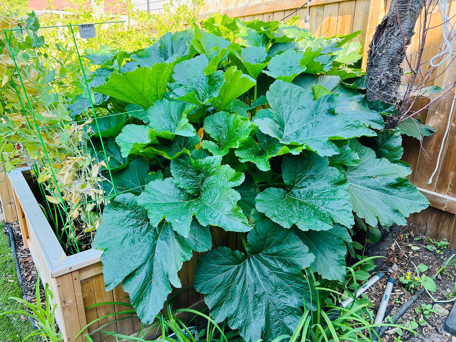 Photo of large garden box (4x6 feet) full of a zucchini plant.