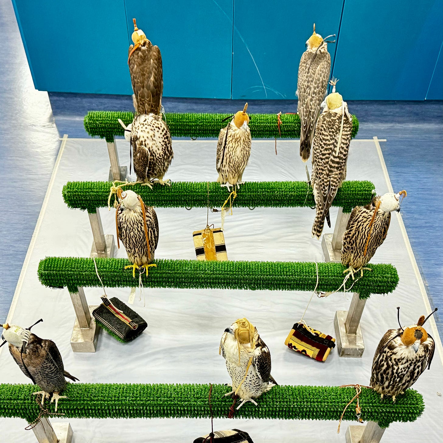 Falcon Hospital Abu Dhabi