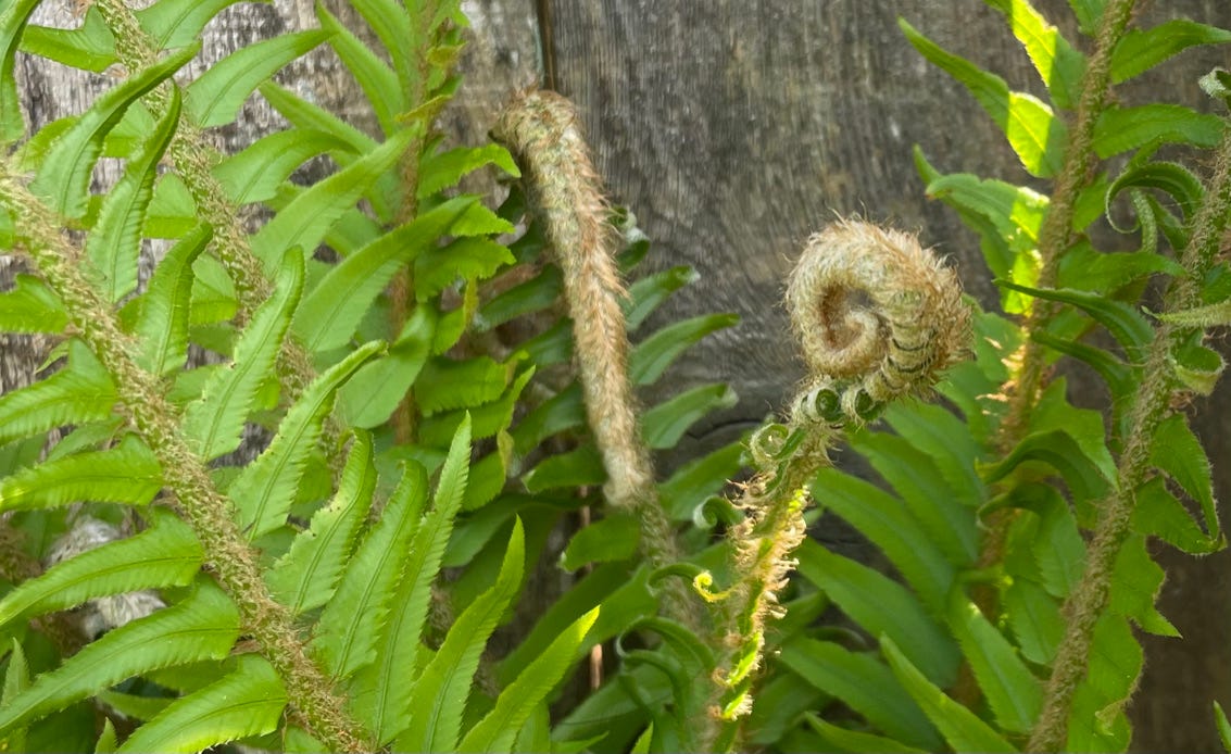 spiraling fern frond