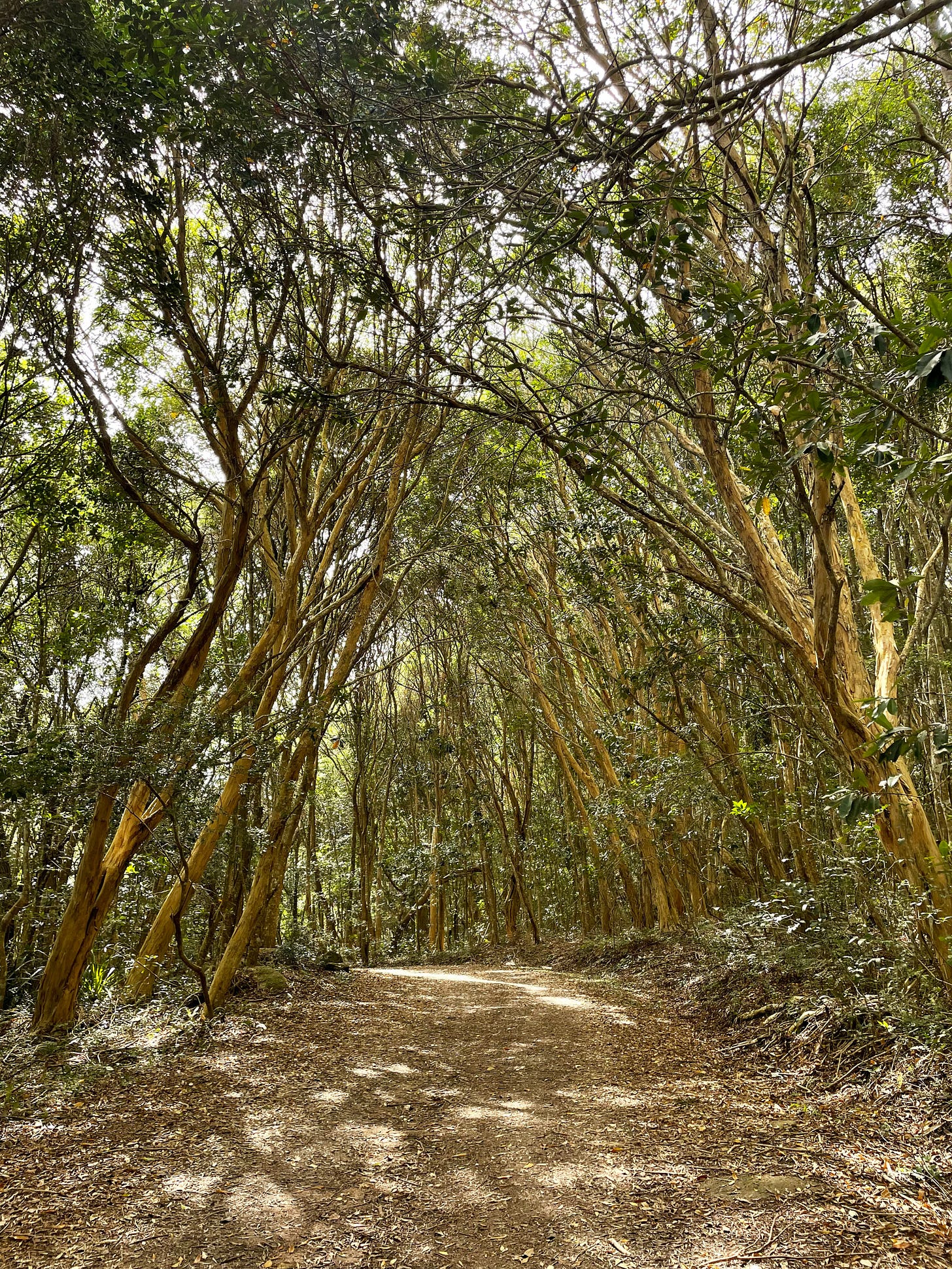 a dirt pathway completely surrounded by tall trees