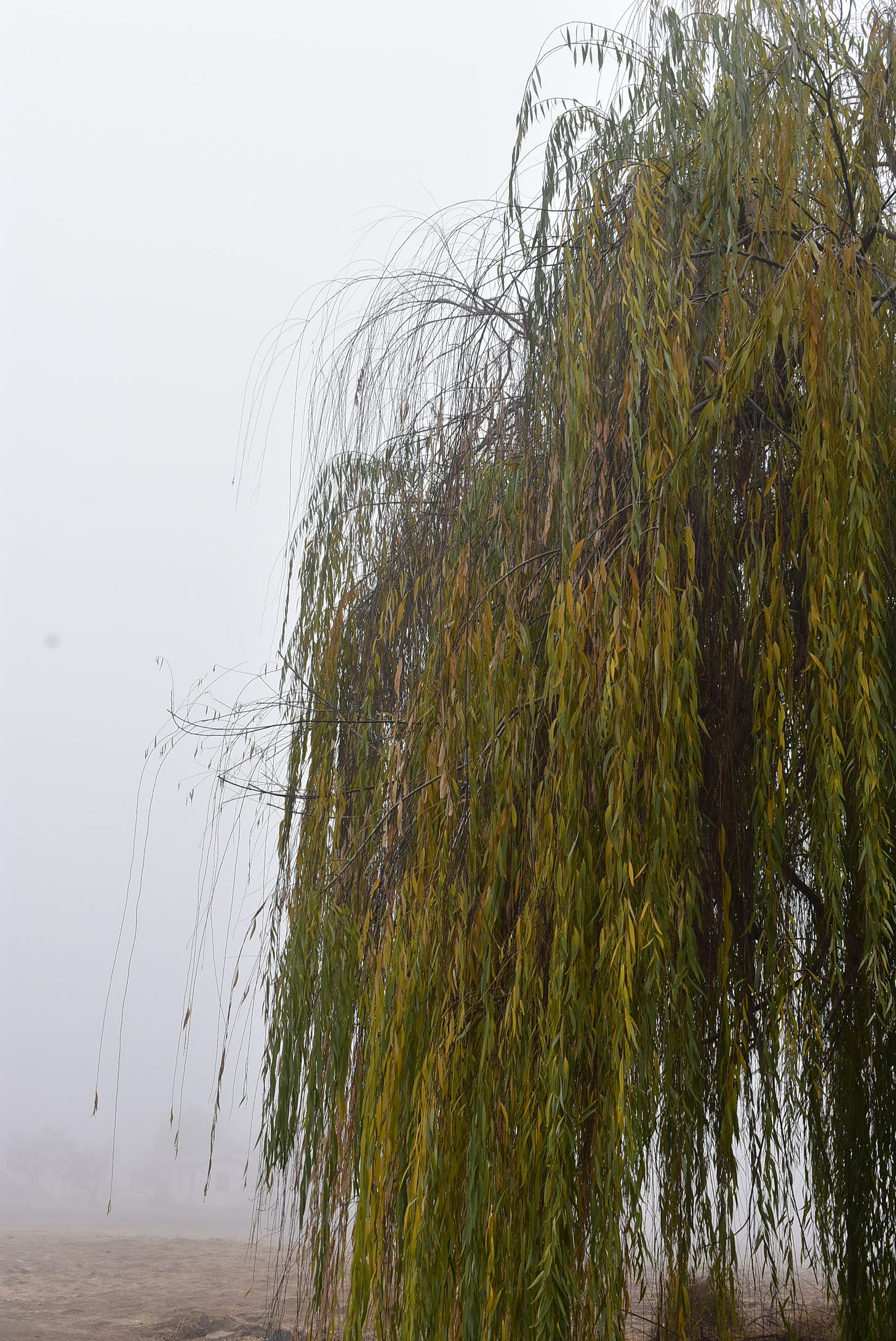 Weeping willow near our house