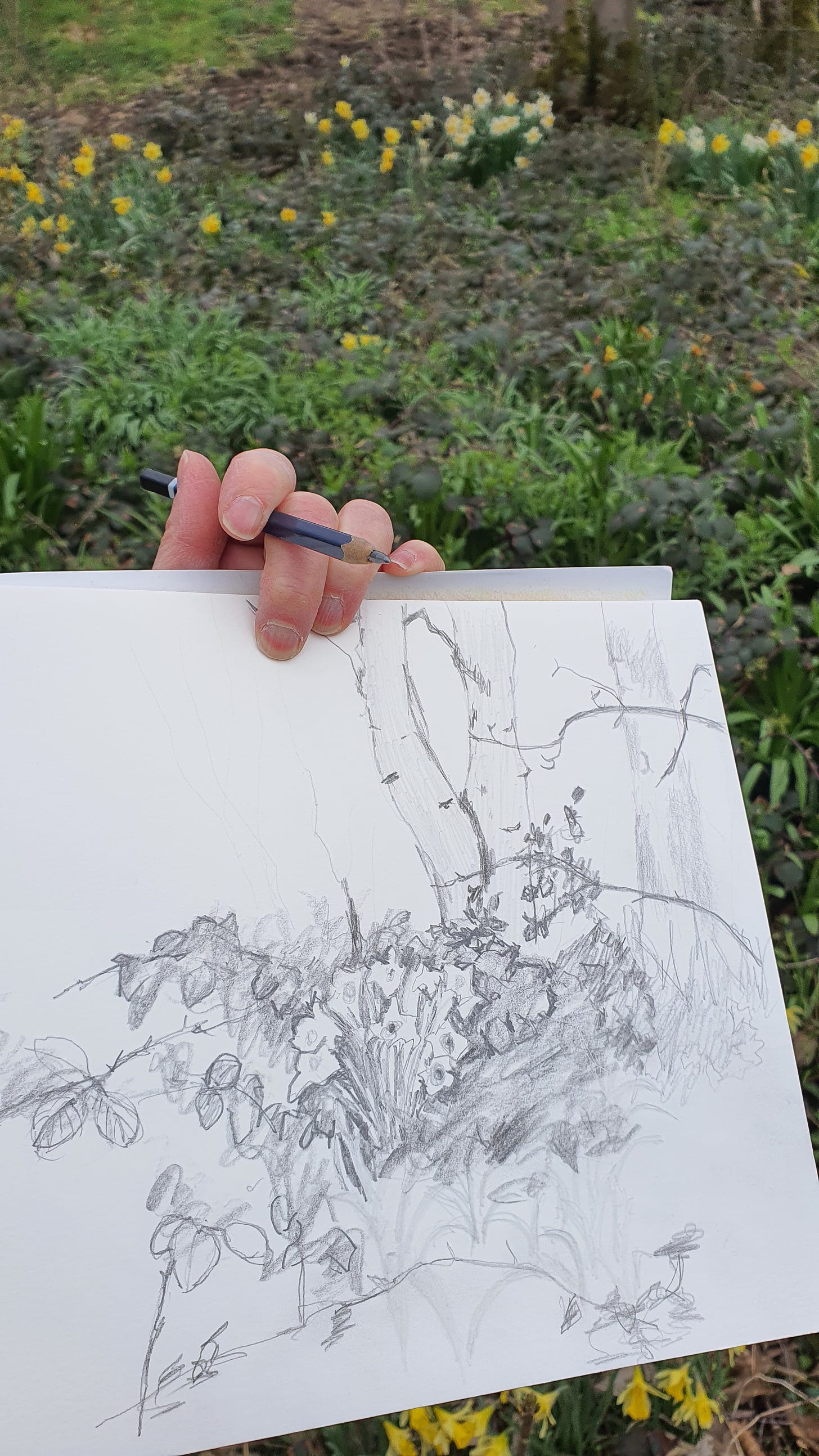 Susan Mills hand holding a sketchpad and pencil with a sketch of trees, undergrowth and daffodils