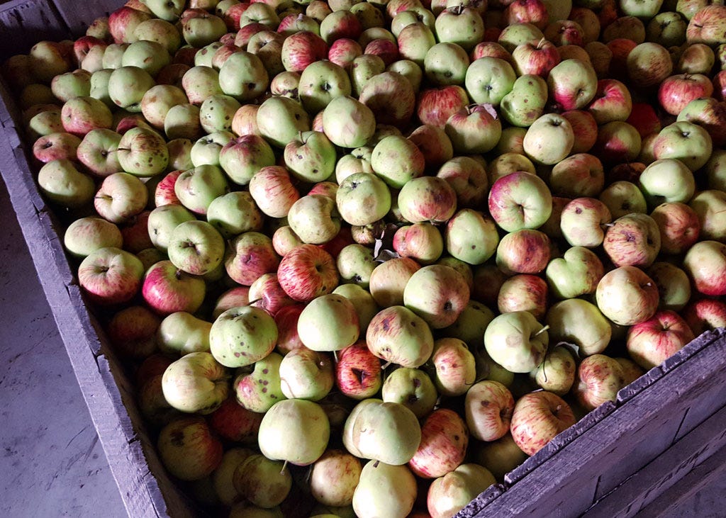 Gravenstein apples