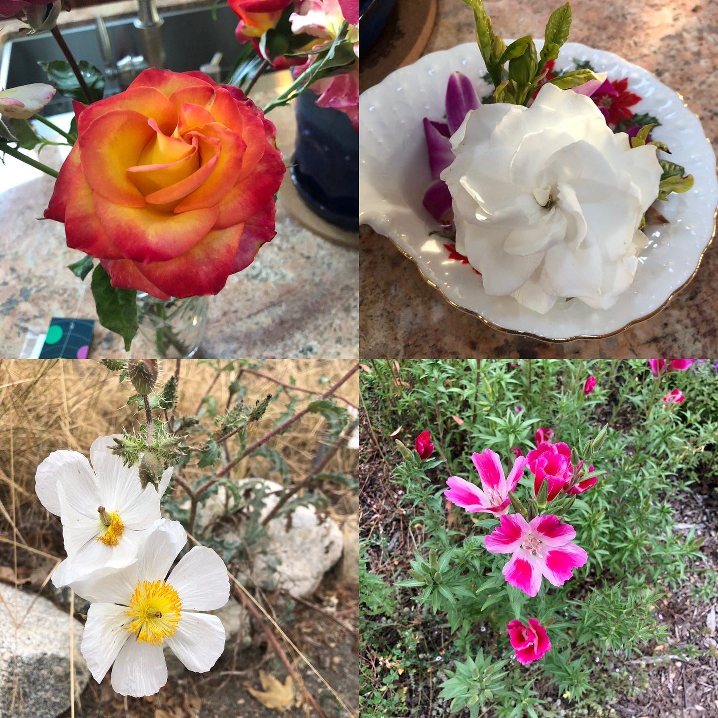 A collage of four flowers: a sunset rose that is red and orange; a white gardenia; a desert poppy that has white petals and a yellow center; and clarkias that are two shades of pink, pastel and bright.