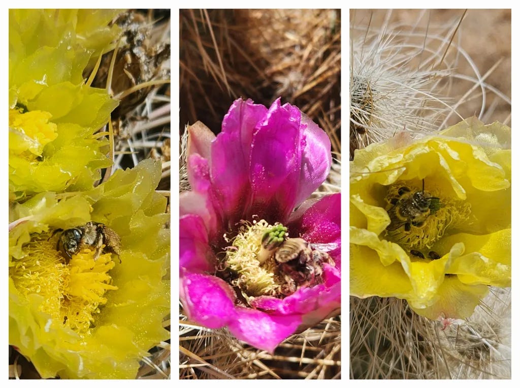 Cactus blooms with bees in them