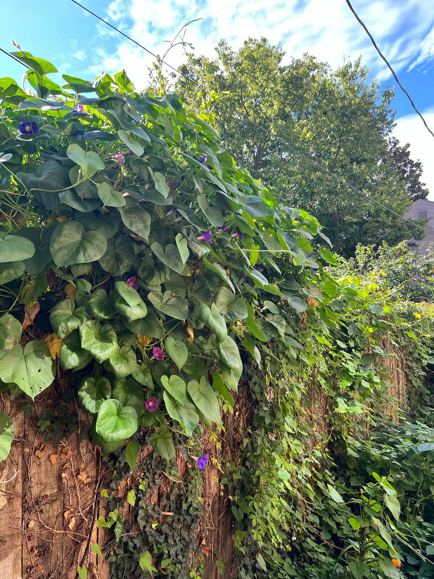 A big mass of vining plants climbing over a fence and into Robyn's yard.
