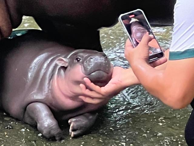 Moo Deng the baby hippo finds fame as a small Thai zoo's online "bouncy  pork" sensation - CBS News