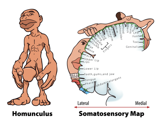 r/bodymods - Cortical Homunculus