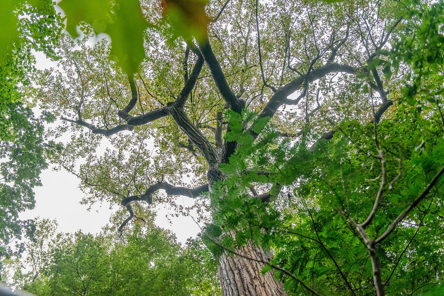 ID: Looking upward at the canopy of the Alley Pond Giant tree