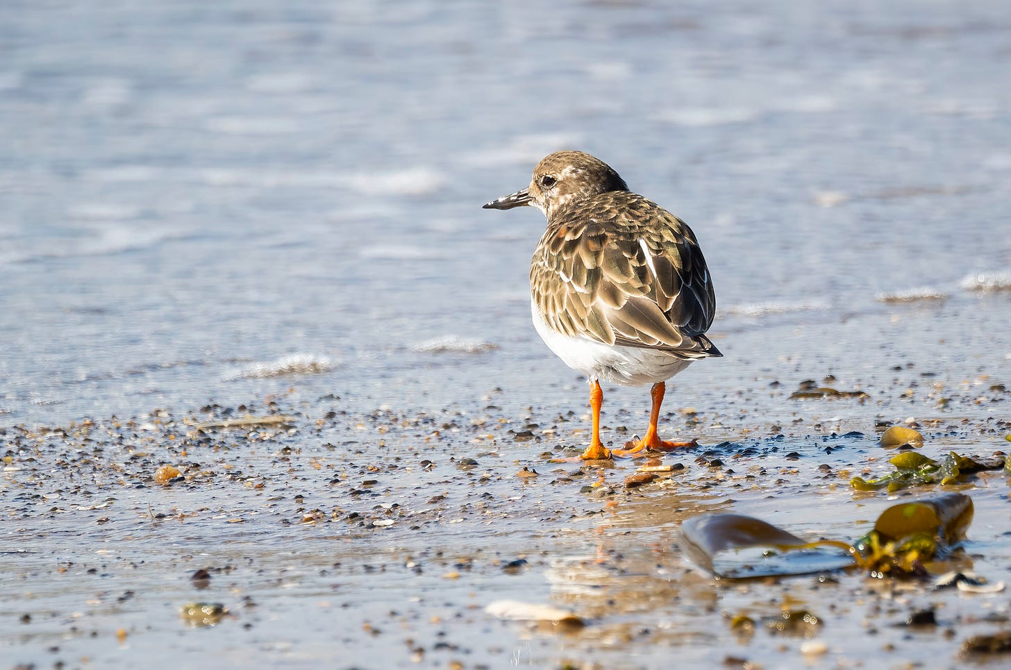 Photo of a turnstone standing on the shore
