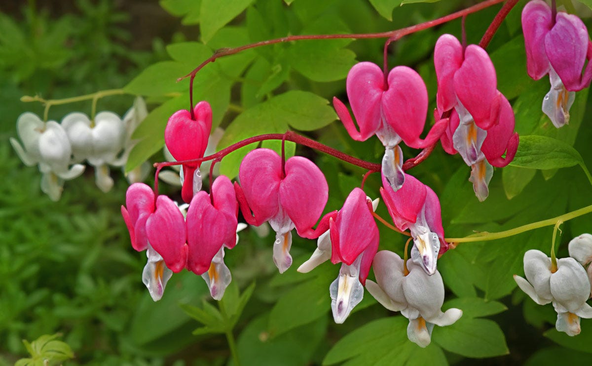 Bleeding Hearts