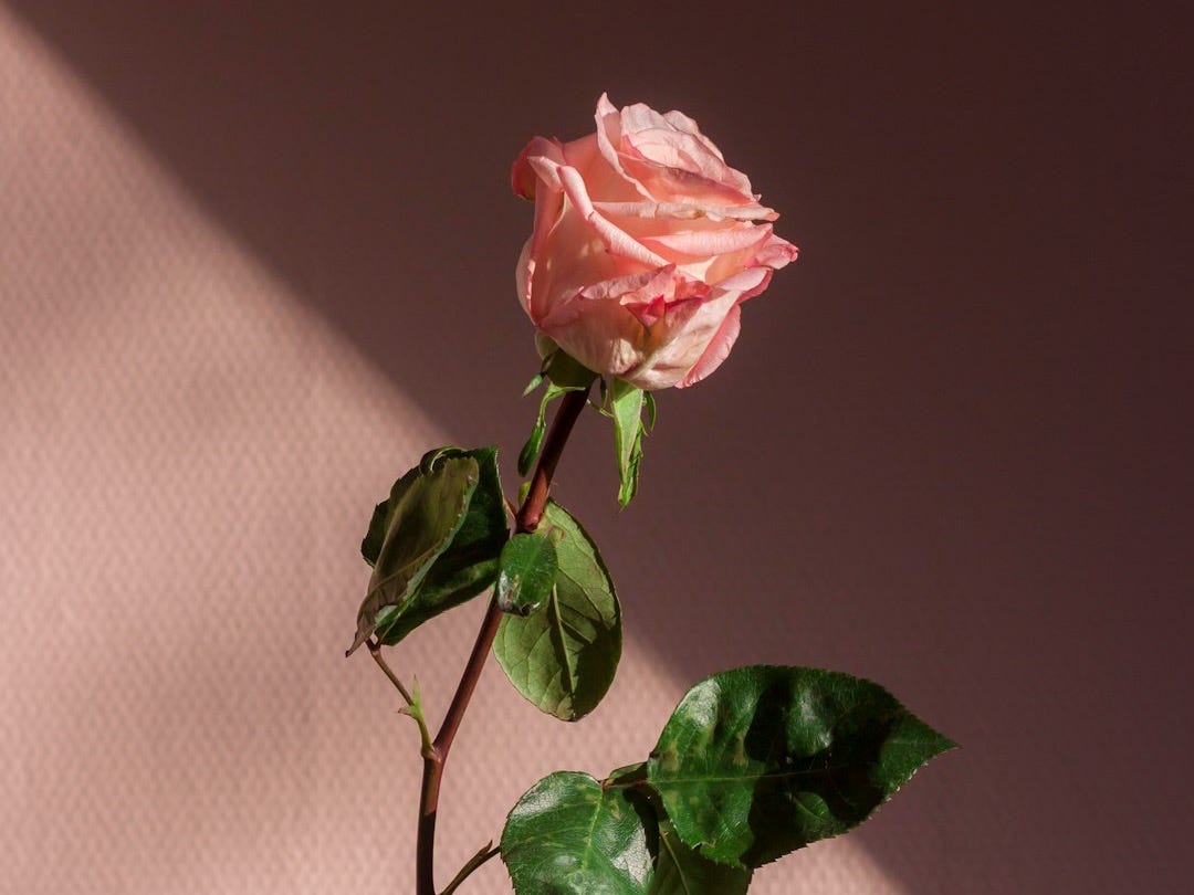 pink flower