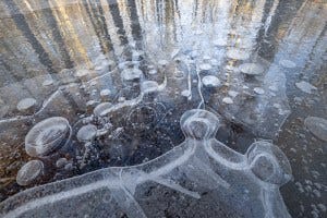Bubbles and the reflections of tree trunks in frozen floodwater along Jesup Path in January of 2019.