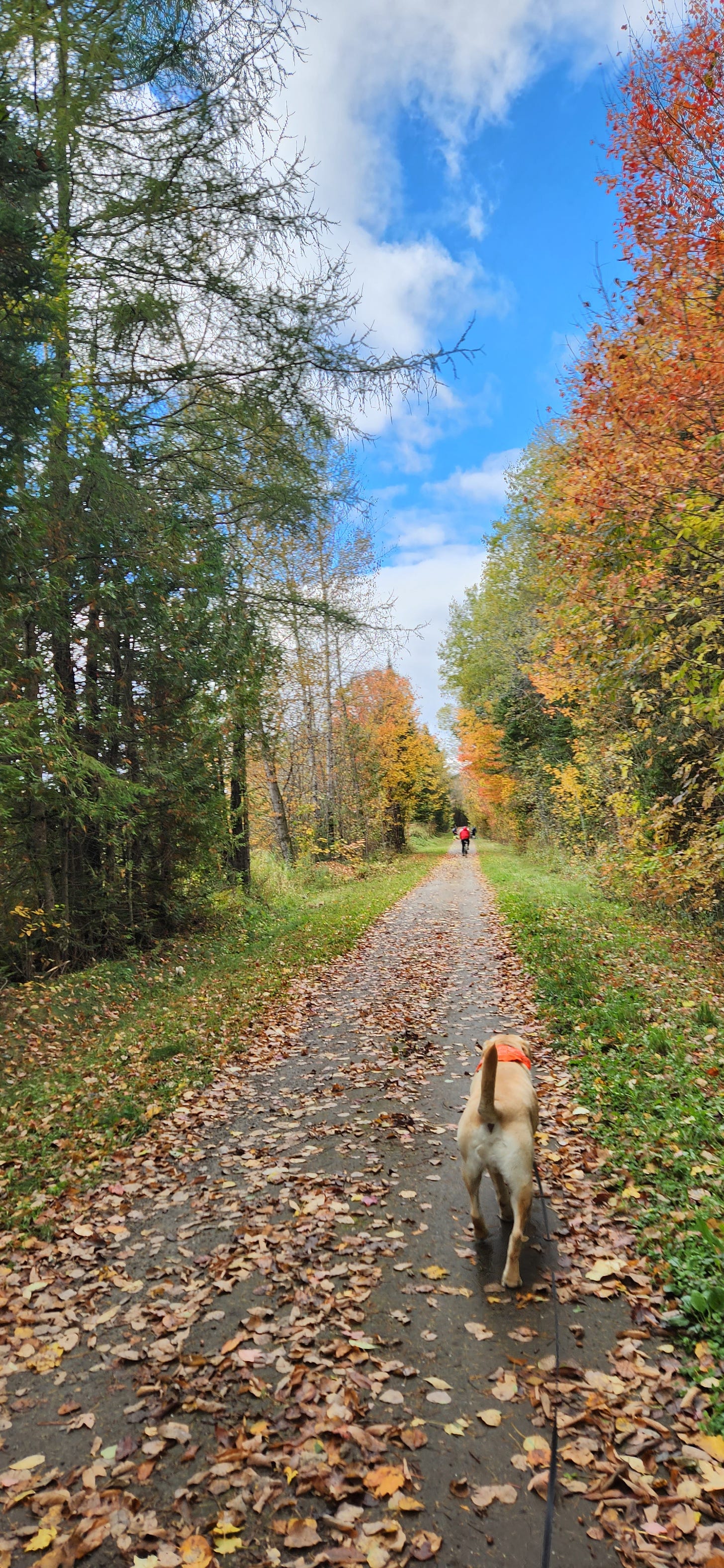 Yellow Labrador Retriever walks the rail trail on a fall day in Vermont.