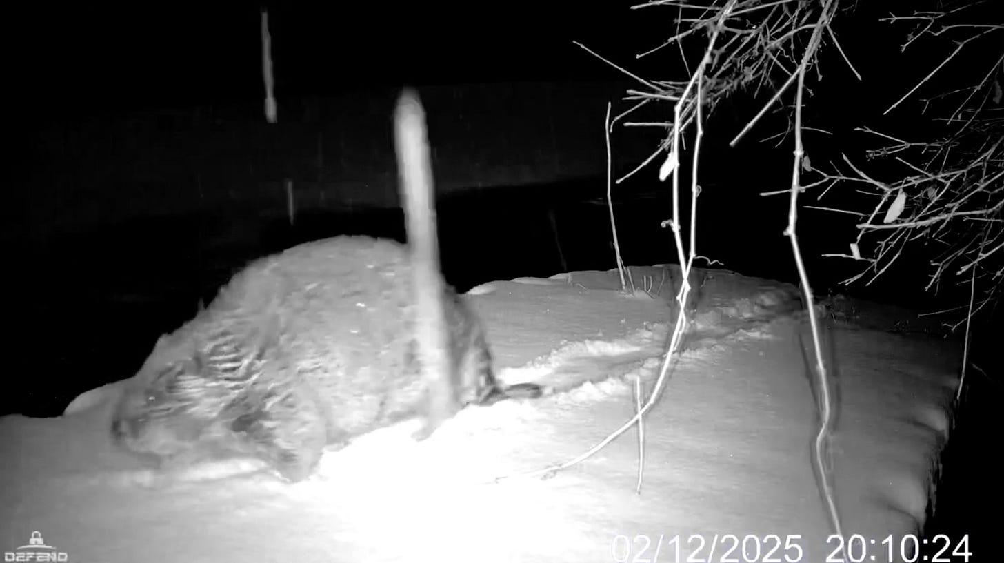 A black and white image of a chubby beaver walking in snow