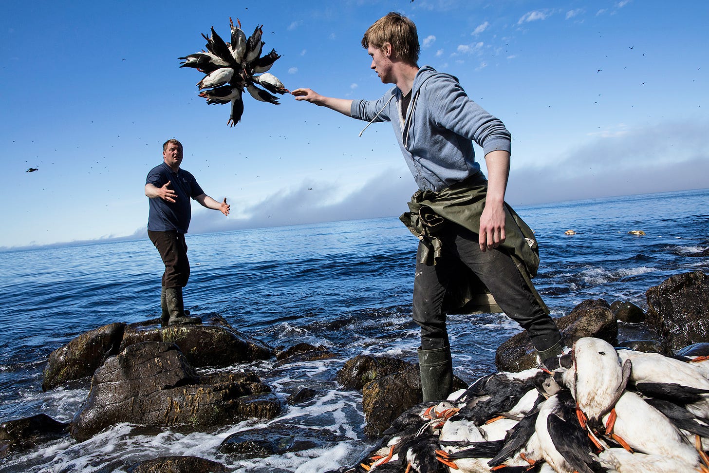 Puffin hunters on Iceland’s Grimsey Island (Carsten Egevang/atlanticseabirds.info)