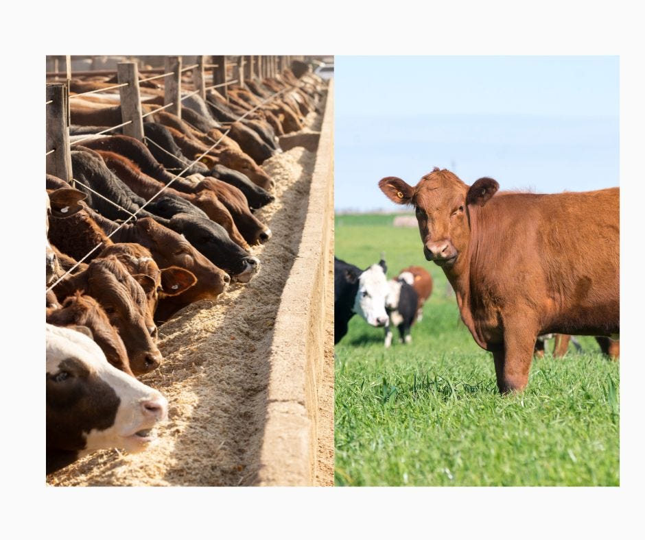 industrial feed lot with many cows on the left vs a few pastured cows on the right