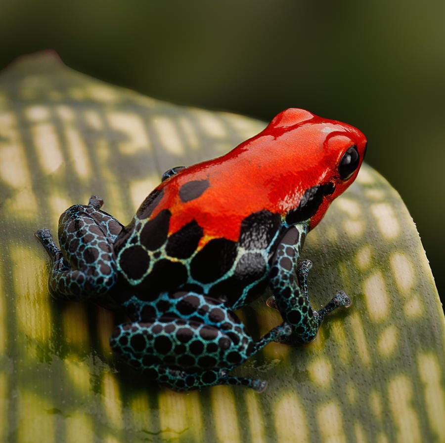 Red Poison Dart Frog Photograph by Dirk Ercken