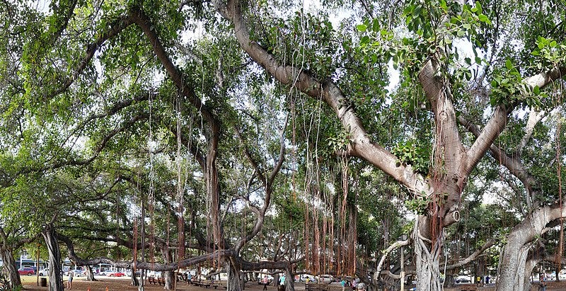File:HI Maui Lahaina Banyan Tree Park3.jpg