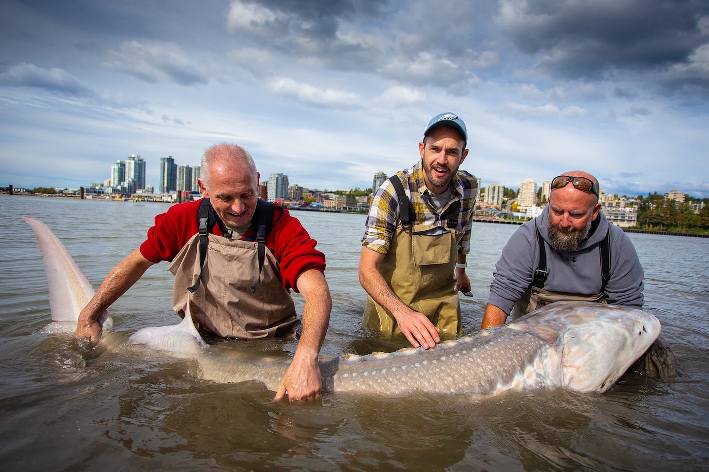 Three men waist deep in water struggle to hold a very large sturgeon. The Vancouver skyline is visible behind them.