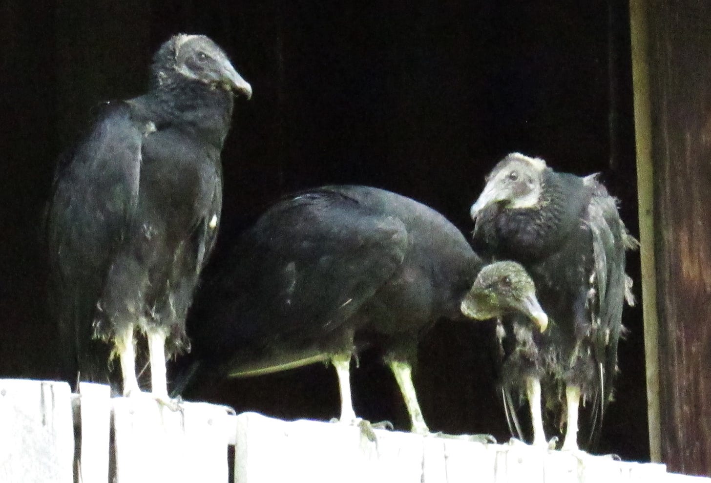 black vulture family with two fledglings and one parent