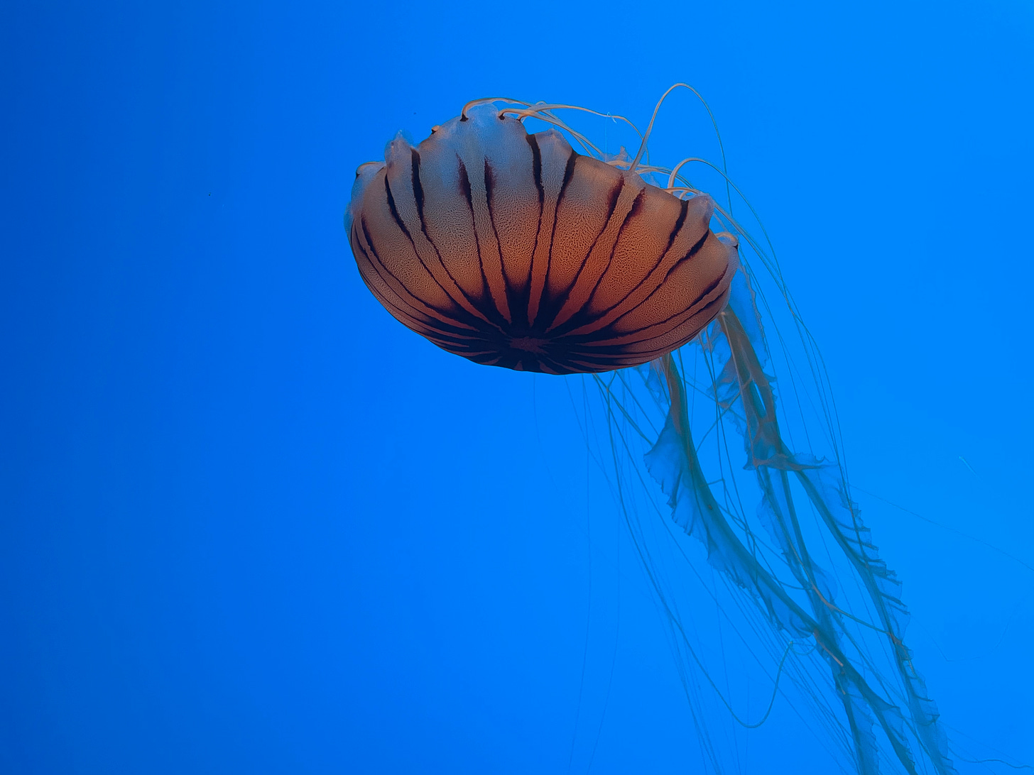a pink-and-brown jellyfish floats against a blue background