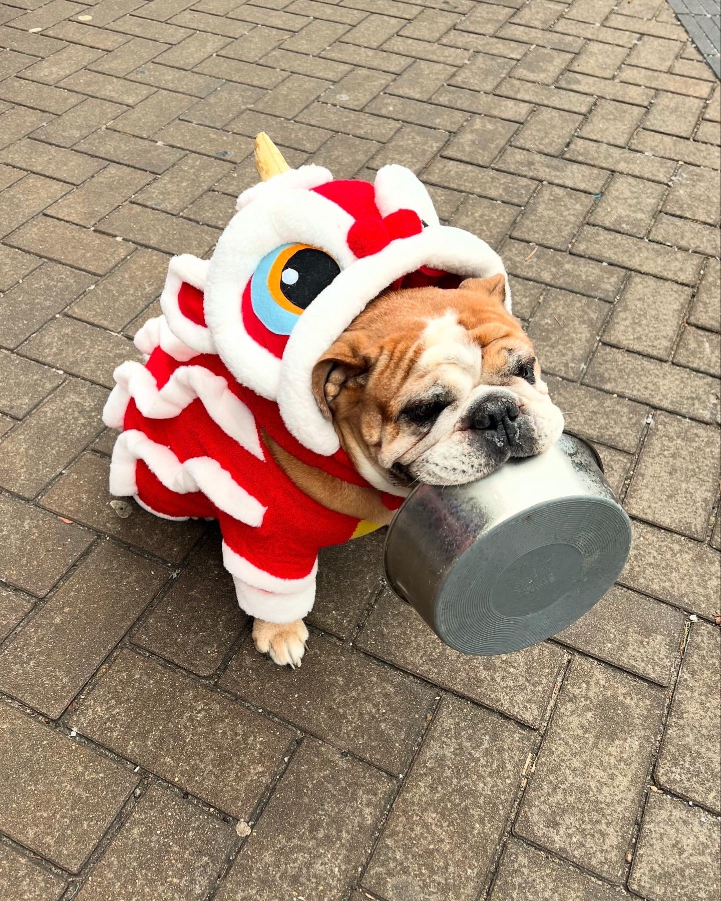 A bulldog with an aluminum bowl in his mouth wearing a red lion costume 