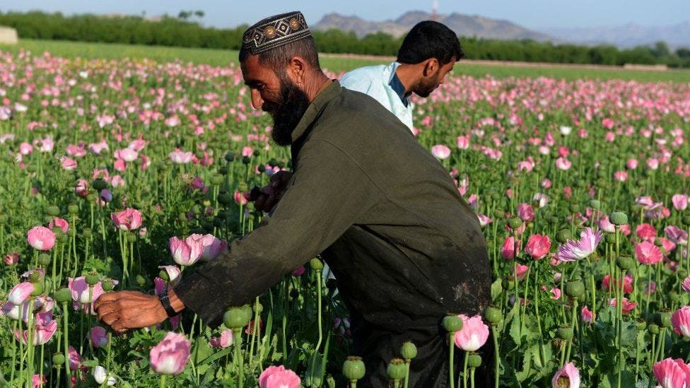 Afghanistan: How much opium is produced and what's the Taliban's record? -  BBC News