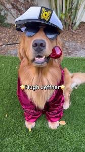 HUGH JEFFNER #dog | TikTok