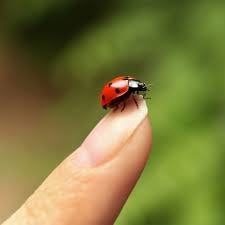 What Do Ladybugs Eat? | Ladybug Diet By ...