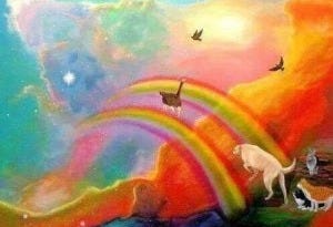 rainbo pets