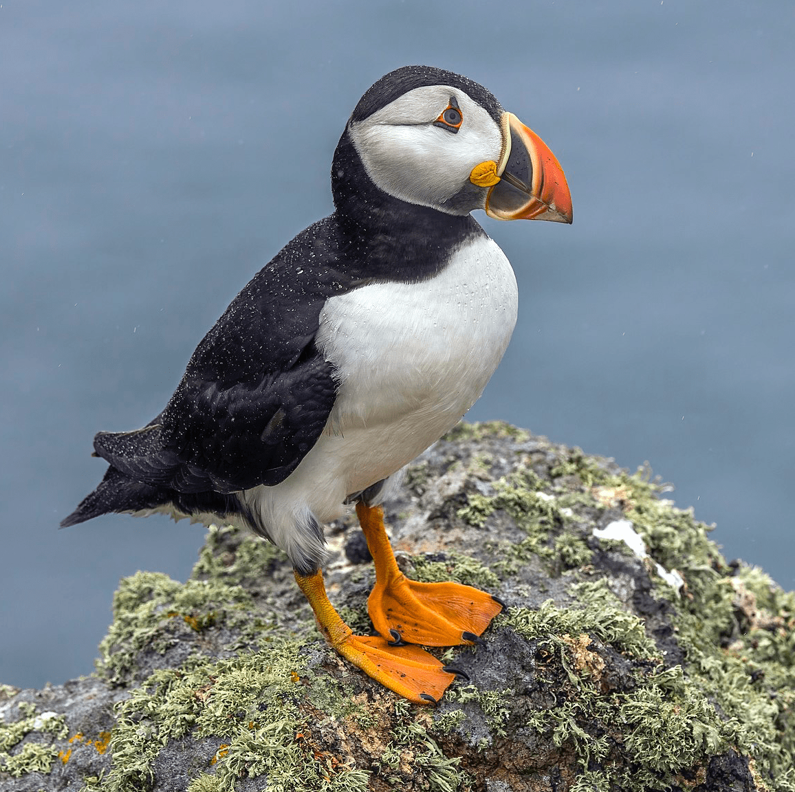 puffin. image from Wikimedia Commons, https://commons.wikimedia.org/wiki/File:Puffin_%28Fratercula_arctica%29.jpg