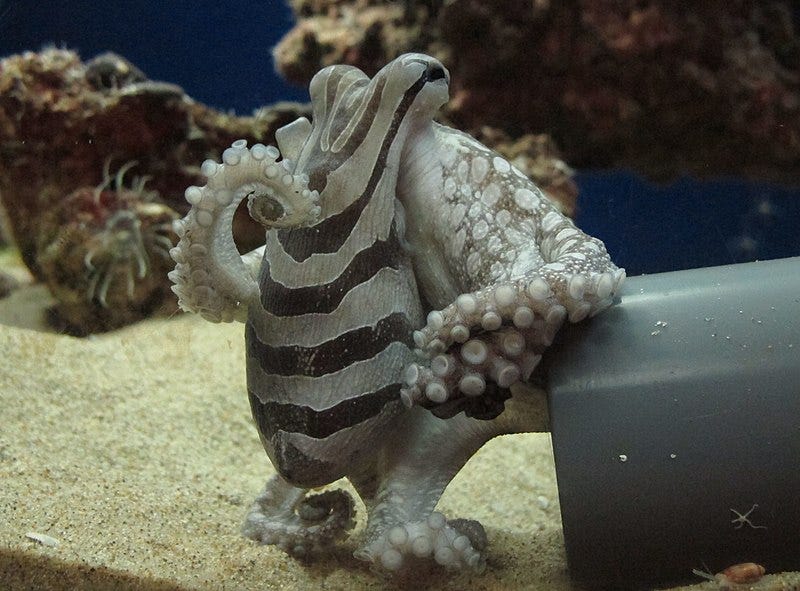 File:Larger Pacific Striped Octopus.jpg