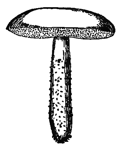 Illustration of leccinum scabrum aka scaber stalk