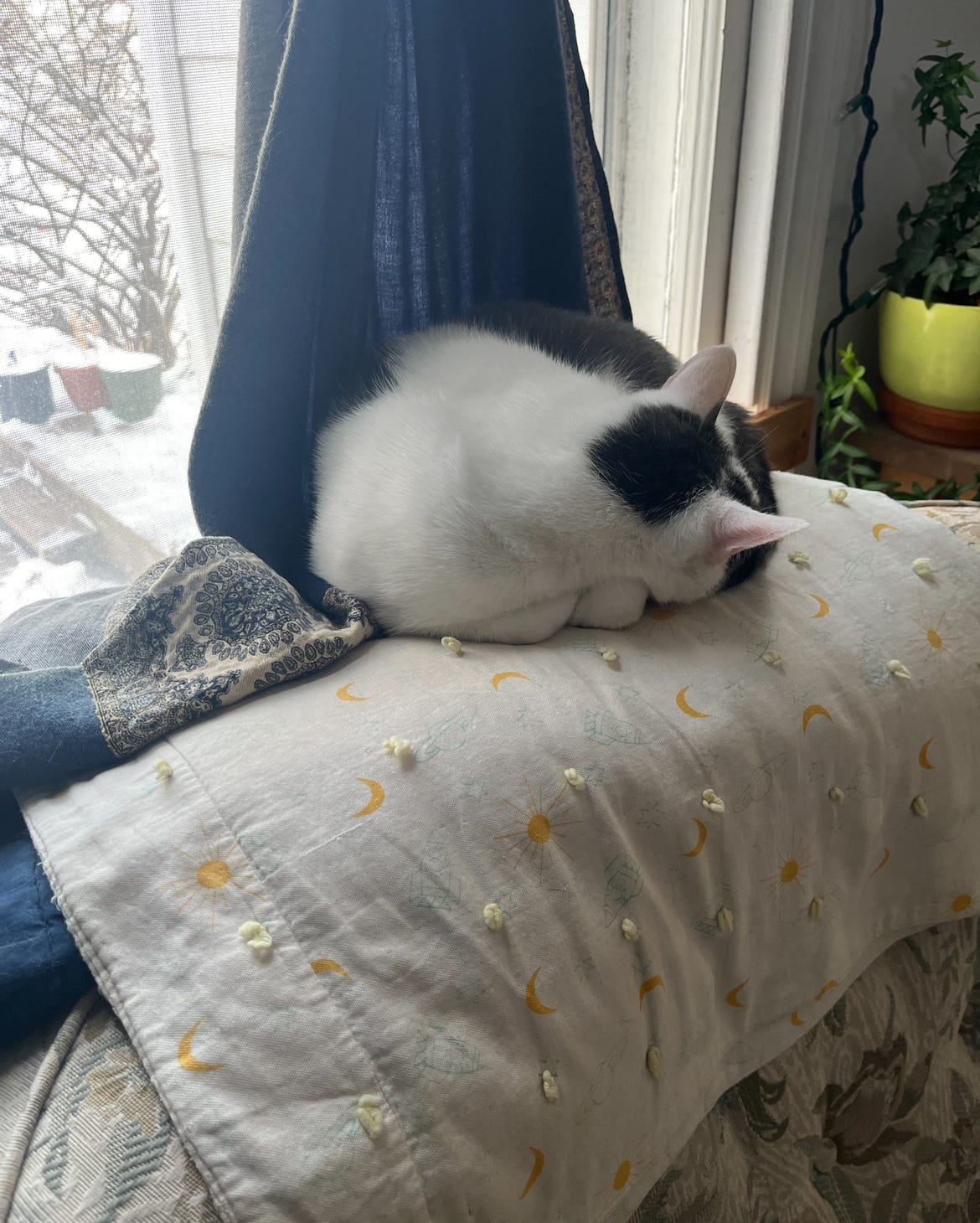 A white and grey cat curled up on the back of a chair, sleeping