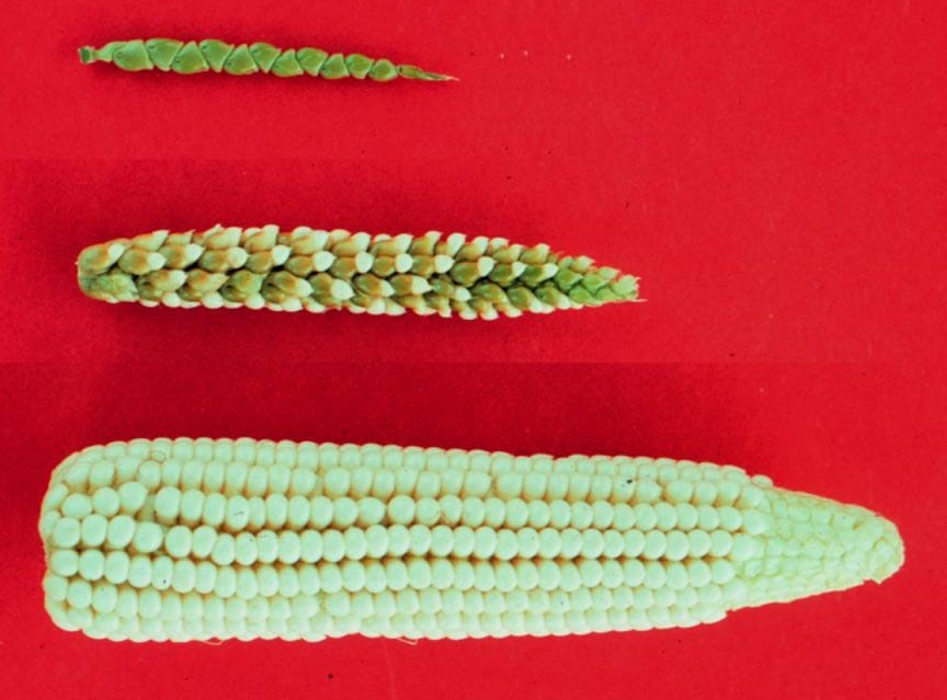 Teosinte, Corn, and Hybrid [IMAGE] | EurekAlert! Science News Releases
