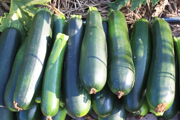 Zucchini from the Genuine Faux Farm