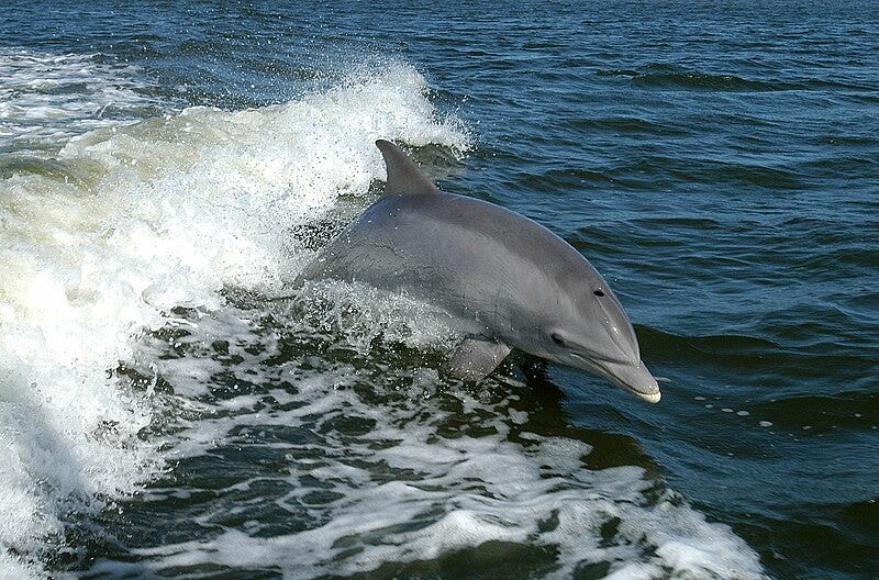 A photograph of a dolphin leaping out of the water