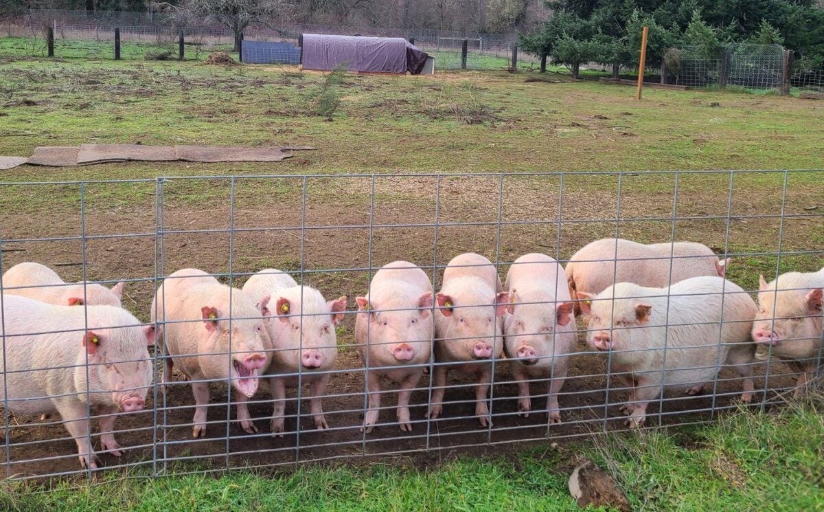 10 pigs lined up in front of a wire fence at a sanctuary.