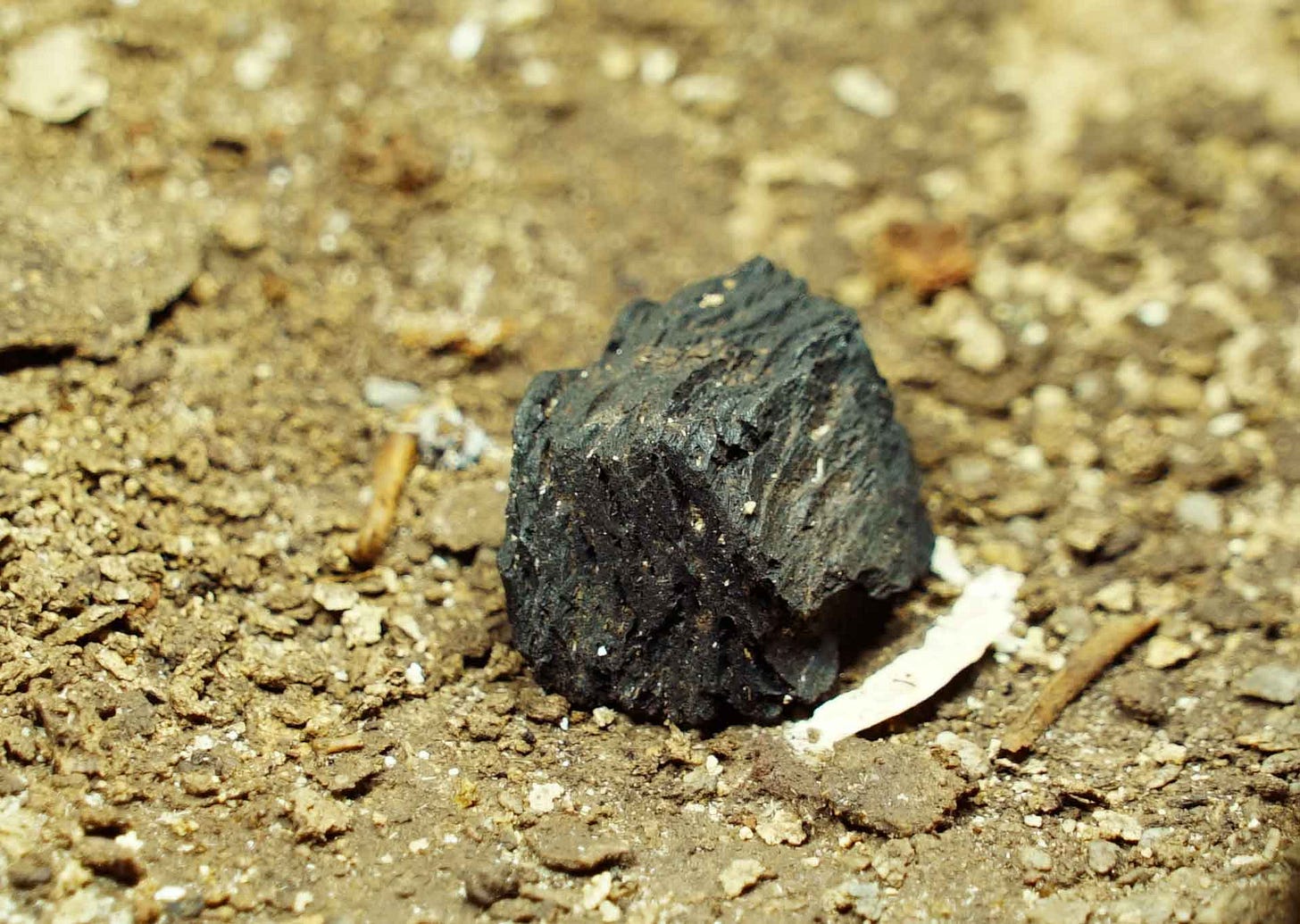 A piece of charcoal upon a brown surface with tiny rodent bones visible