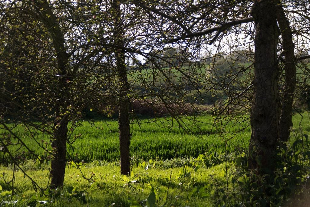 A variety of greens as the light reveals strip cultivation between trees in an apple orchard