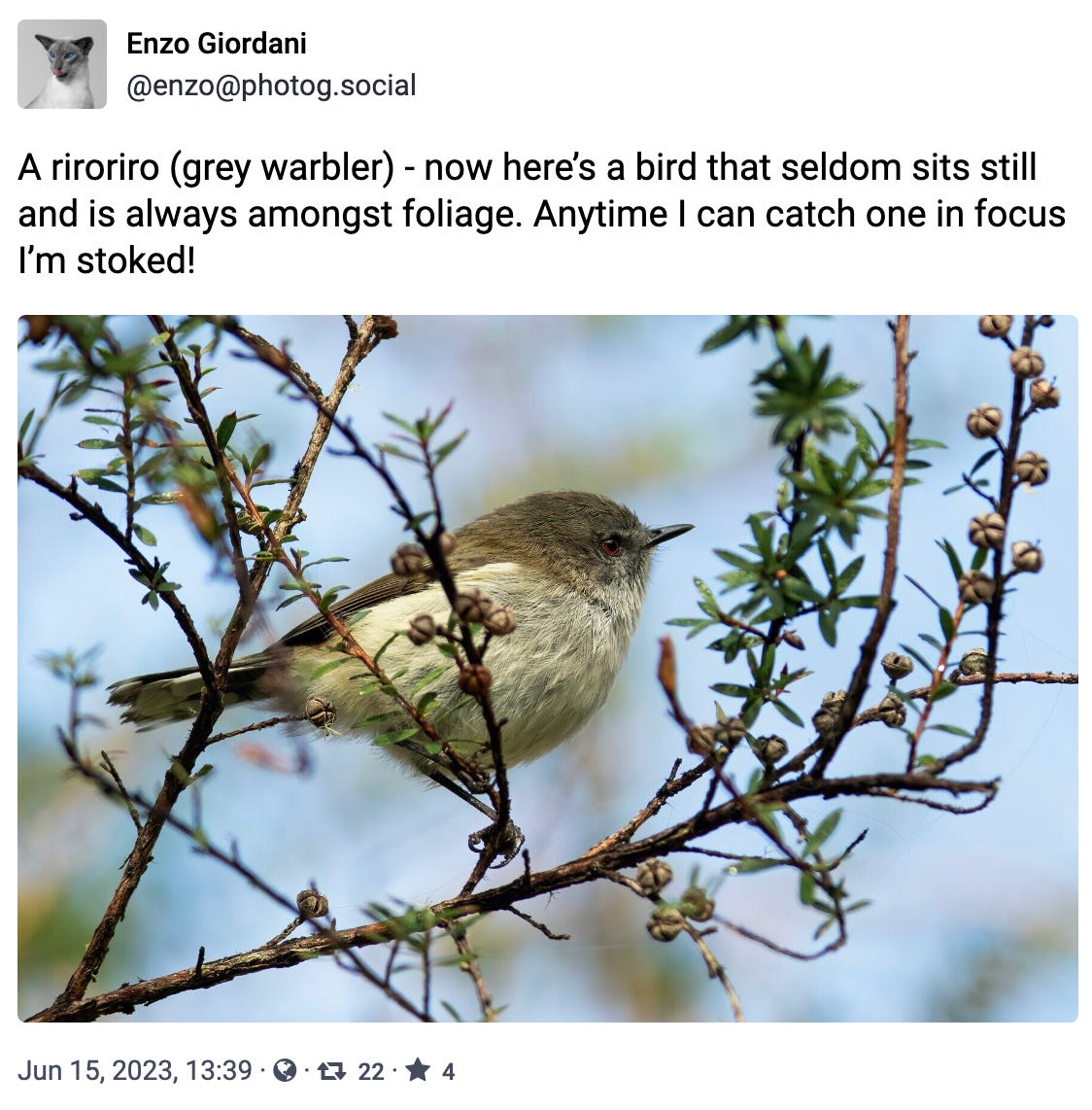A riroriro (grey warbler) - now here’s a bird that seldom sits still and is always amongst foliage. Anytime I can catch one in focus I’m stoked!