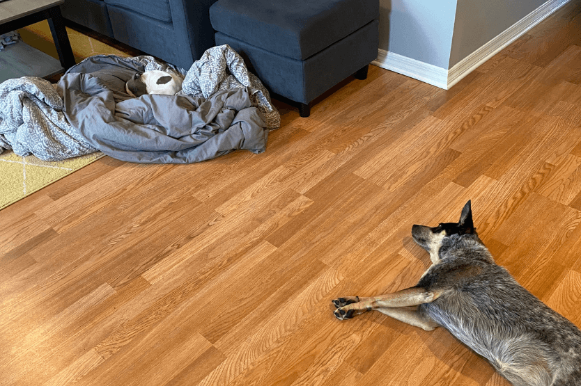 Foster puppy Joey, a very small grey-and-white mix, lies on a pile of blankets near resident dog Scout, an Australian cattle dog, who is flopped over on her side