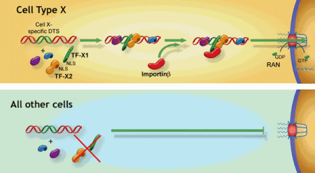 Model for cell-specific plasmid nuclear import